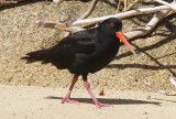 1623-variable-oystercatcher.jpg