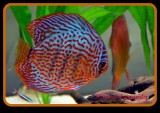 Symphysodon  discus  fish ...