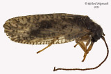 Brown Lacewing - Psectra diptera m12