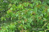 Cornouiller  feuilles alternes - Alternate-leaved dogwood - Cornus alternifolia 2 m13