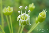 Aralie hispide - Bristly sarsaparilla - Aralia hispida 2 m13