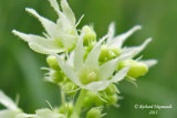 Concombre sauvage - Wild Cucumber - Echinocystis lobata 4m13