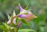 Halnie dflchie - Spurred gentian - Halenia deflexa 5 m13