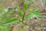 Onagre prennante - Small Sundrops - Oenothera perennis 2m13