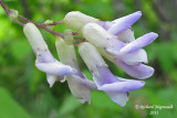 Amphicarpe bractole - Hog-peanut - Amphicarpa bracteata 3 m13