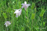 Ancolie vulgaire - European Columbine - Aquilegia vulgaris 2 m13