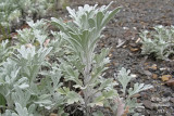 Armoise de Steller - Beach wormwood - Artemisia stelleriana 2 m13
