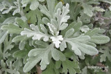 Armoise de Steller - Beach wormwood - Artemisia stelleriana 3 m13