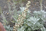 Armoise de Steller - Beach wormwood - Artemisia stelleriana 5 m13