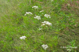 Boucage saxifrage - Burnet-saxifrage - Pimpinella saxifraga 1 m13