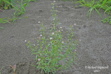 Chnorhinum mineur - Dwarf snapdragon - Chaenorrhinum minus 1 m13