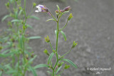Chnorhinum mineur - Dwarf snapdragon - Chaenorrhinum minus 2 m13