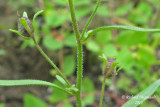 Chnorhinum mineur - Dwarf snapdragon - Chaenorrhinum minus 6 m13