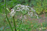 Conioslinum de Genesee - Hemlock parsley - Conioselinum chinense 5 m13