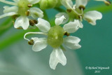 Conioslinum de Genesee - Hemlock parsley - Conioselinum chinense 6 m13