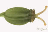Conioslinum de Genesee - Hemlock parsley - Conioselinum chinense 7 m13