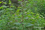 Prenanthe leve - Tall white lettuce - Prenanthes altissima 1 m13