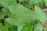 Renoue liseron - Black-bindweed - Polygonum convolvulus 5 m13