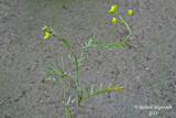 Rorippa sylvestre - Creeping yellow-cress - Rorippa sylvestris 1 m13