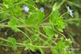 Vronique de Perse - Birds-eye speedwell - Veronica persica 2 m13