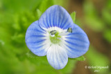 Vronique de Perse - Birds-eye speedwell - Veronica persica 3 m13
