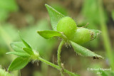 Vronique de Perse - Birds-eye speedwell - Veronica persica 4 m13