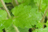 Vronique de Perse - Birds-eye speedwell - Veronica persica 5 m13