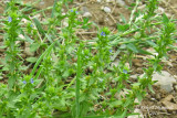 Vronique des champs - Corn speedwell - Veronica arvensis 1 m13