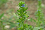 Vronique des champs - Corn speedwell - Veronica arvensis 2 m13