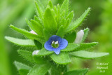 Vronique des champs - Corn speedwell - Veronica arvensis 3 m13