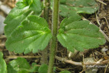 Vronique des champs - Corn speedwell - Veronica arvensis 4 m13