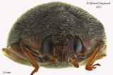 Lady Beetle - Scymnus - pronotum entirely black sp2 3 m13