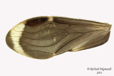Hairy-winged Barklice - Polypsocus corruptus 4 m13