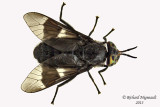 Deer fly - Chrysops ater 1 m13 8,7mm
