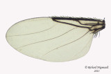 Scuttle Fly sp4 4 m13 2,4mm 
