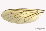 Xylomyidae - Genus Xylomya 3 m13 11,6mm 