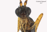 Braconid Wasp - Exothecinae-or-hormiinae sp1 4 m13 2,6mm
