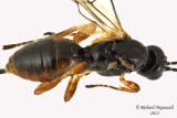 Braconid Wasp - Exothecinae-or-hormiinae sp3 3 m13 3mm