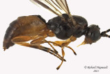 Braconid Wasp - Exothecinae-or-hormiinae sp4 2 m13 3,3mm