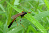 Ichneumon Wasp - Therion sp1 m9