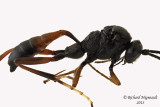 Ichneumon Wasp - Trychosis sp1 2 m13 6,5mm 