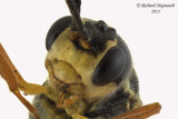 Ichneumon Wasp - Tribe Exenterini sp1 3 m13 7,1mm 