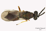 Eulophidae - Eulophinae sp 2 m13 2,6mm 