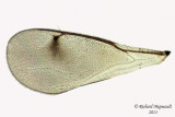Eulophidae - sp3 4 m13 2,6mm 
