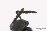 Eulophidae - Subfamily Entedoninae 3 m13 1,9mm