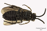 Common sawfly - sp2 2 m13 6,3mm 