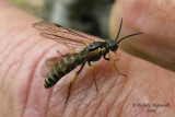 Common sawfly - Strongylogaster multicincta sp1 1 m9