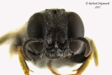 Crabronidae - Oxybelus bipunctatus 3 m13 4,3mm
