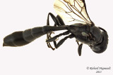 Crabronidae - Subgenus Trypoxylon 3 m13 7,8mm