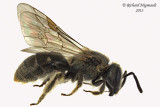 Sweat bee - Lasioglossum - Weak-veined species  sp1 1 m13 6,3mm 